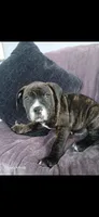 Cosmo, a male American Pit Bull Terrier for sale in Wauseon, OH – 1 of 1