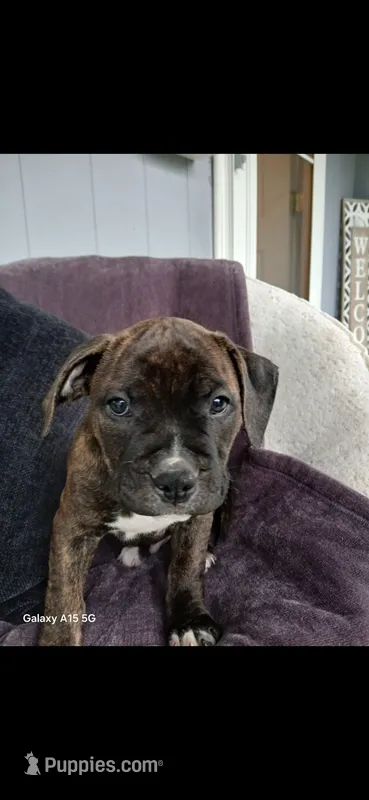 Chino – American Pit Bull Terrier puppy for sale in Wauseon, OH