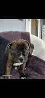 Chino, a male American Pit Bull Terrier for sale in Wauseon, OH – 1 of 1