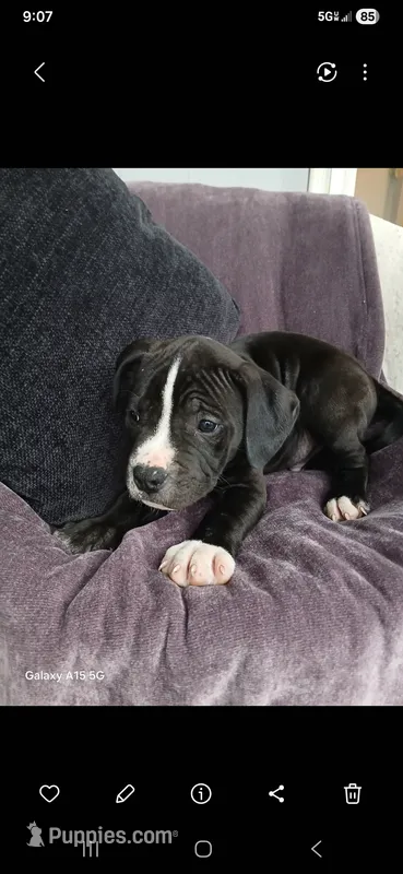 Charlie – American Pit Bull Terrier puppy for sale in Wauseon, OH