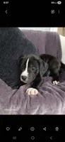 Charlie, a male American Pit Bull Terrier for sale in Wauseon, OH – 1 of 1