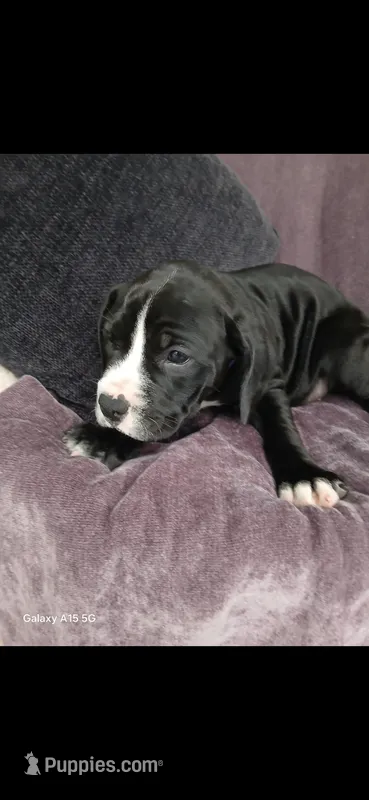 Cupcake – American Pit Bull Terrier puppy for sale in Wauseon, OH