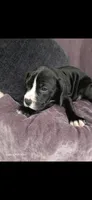 Cupcake, a female American Pit Bull Terrier for sale in Wauseon, OH – 1 of 1