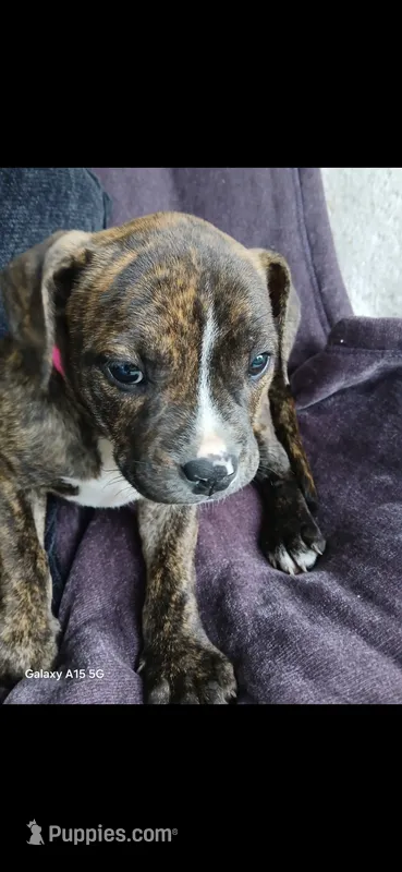 Cutie – American Pit Bull Terrier puppy for sale in Wauseon, OH