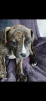 Cutie, a female American Pit Bull Terrier for sale in Wauseon, OH – 1 of 1