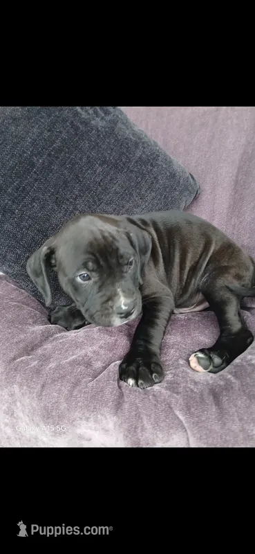 CoCo – American Pit Bull Terrier puppy for sale in Wauseon, OH