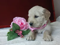 Beka, a female Golden Retriever and English Cream Golden Retriever for sale in Sheridan, MT – 3 of 3