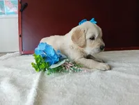 Bray, a male Golden Retriever and English Cream Golden Retriever for sale in Sheridan, MT – 2 of 3