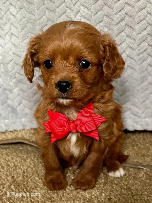 Xandor, a male Cavapoo for sale in Sheridan, MT – Photo 1 of 2