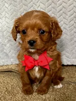 Xandor, a male Cavapoo for sale in Sheridan, MT – Photo 1 of 2