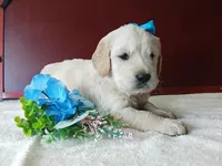 Bray, a male Golden Retriever and English Cream Golden Retriever for sale in Sheridan, MT – 3 of 3