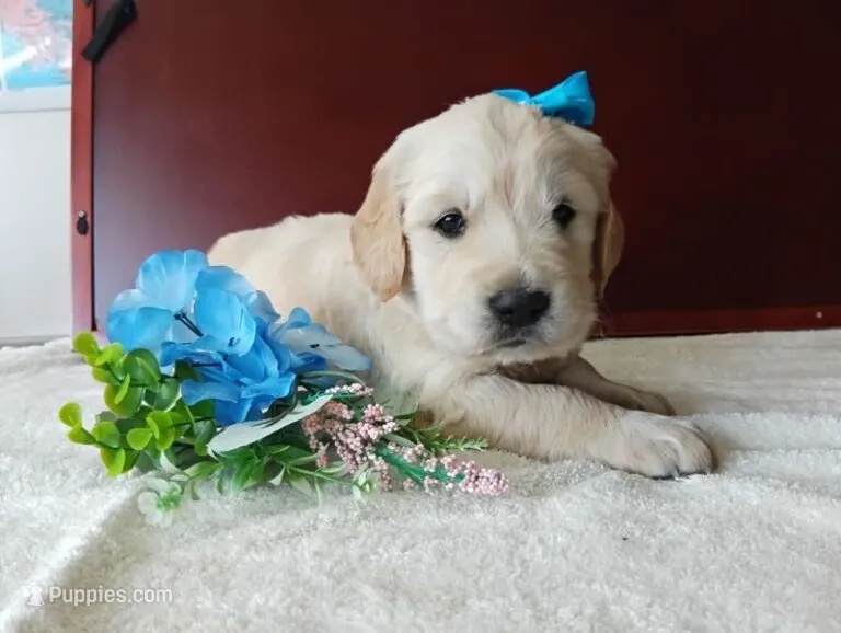 Bray – Golden Retriever, English Cream Golden Retriever puppy for sale in Sheridan, MT