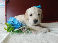Bray, a male Golden Retriever and English Cream Golden Retriever for sale in Sheridan, MT – 1 of 3