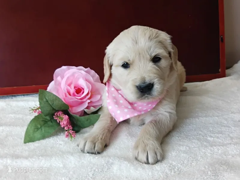 Beka – Golden Retriever, English Cream Golden Retriever puppy for sale in Sheridan, MT