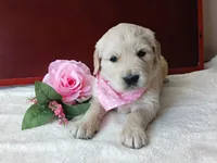 Beka, a female Golden Retriever and English Cream Golden Retriever for sale in Sheridan, MT – 1 of 3