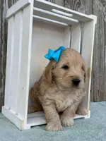 Zane, a male Goldendoodle for sale in Sheridan, MT – Photo 4 of 5
