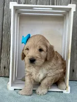 Zane, a male Goldendoodle for sale in Sheridan, MT – Photo 5 of 5