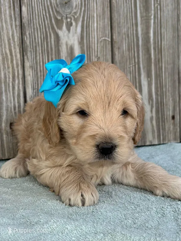 Zane – Goldendoodle puppy for sale in Sheridan, MT
