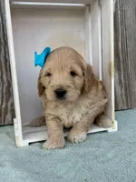 Zane, a male Goldendoodle for sale in Sheridan, MT – Photo 2 of 5