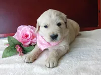 Beka, a female Golden Retriever and English Cream Golden Retriever for sale in Sheridan, MT – 2 of 3