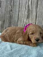 Zora, a female Goldendoodle for sale in Sheridan, MT – Photo 4 of 5