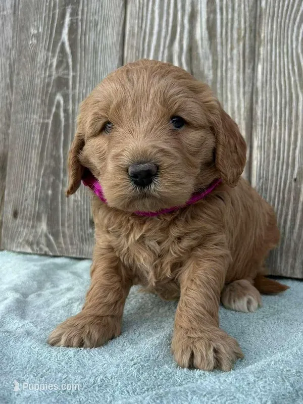 Zora – Goldendoodle puppy for sale in Sheridan, MT