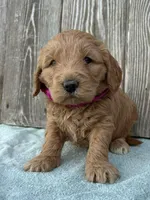 Zora, a female Goldendoodle for sale in Sheridan, MT – Photo 1 of 5