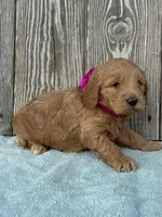 Zora, a female Goldendoodle for sale in Sheridan, MT – Photo 2 of 5