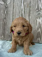 Zora, a female Goldendoodle for sale in Sheridan, MT – Photo 5 of 5