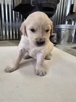 Brown, a male English Cream Golden Retriever for sale in Reardan, WA – Photo 2 of 2
