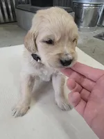 Cream, a male English Cream Golden Retriever for sale in Reardan, WA – Photo 1 of 3