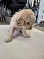 Cream, a male English Cream Golden Retriever for sale in Reardan, WA – Photo 2 of 3