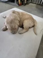 Cream, a male English Cream Golden Retriever for sale in Reardan, WA – Photo 3 of 3