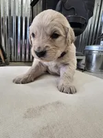 Purple, a female English Cream Golden Retriever for sale in Reardan, WA – Photo 1 of 2