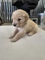 Green, a male English Cream Golden Retriever for sale in Reardan, WA – Photo 1 of 2