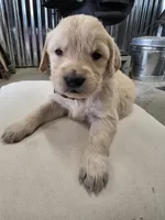 Pink, a female English Cream Golden Retriever for sale in Reardan, WA – Photo 2 of 2