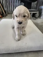 Blue, a male English Cream Golden Retriever for sale in Reardan, WA – Photo 2 of 2