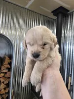 Yellow, a male English Cream Golden Retriever for sale in Reardan, WA – Photo 1 of 2