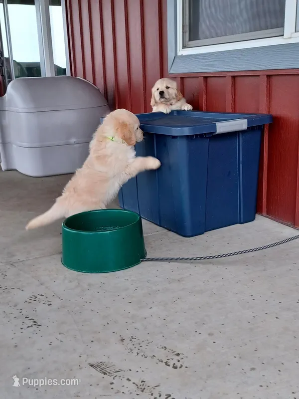 Yellow – English Cream Golden Retriever puppy for sale in Reardan, WA