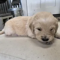 Red, a male English Cream Golden Retriever for sale in Reardan, WA – Photo 4 of 7
