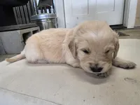 Black, a male English Cream Golden Retriever for sale in Reardan, WA – Photo 1 of 2