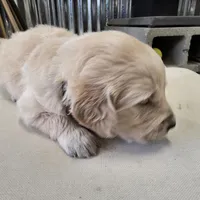 Red, a male English Cream Golden Retriever for sale in Reardan, WA – Photo 5 of 7