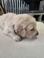 Black, a male English Cream Golden Retriever for sale in Reardan, WA – Photo 2 of 2