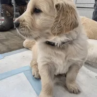 Red, a male English Cream Golden Retriever for sale in Reardan, WA – Photo 6 of 7