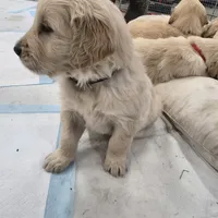 Red, a male English Cream Golden Retriever for sale in Reardan, WA – Photo 7 of 7