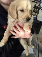 Red, a male English Cream Golden Retriever for sale in Reardan, WA – Photo 1 of 7