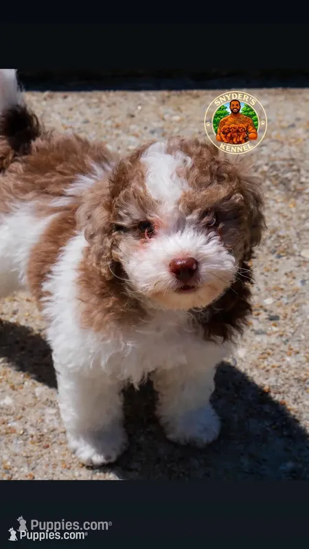 Smore – Poodle - Toy  puppy for sale in Acworth, GA