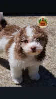Smore, a male Poodle - Toy  for sale in Acworth, GA – Photo 3 of 5