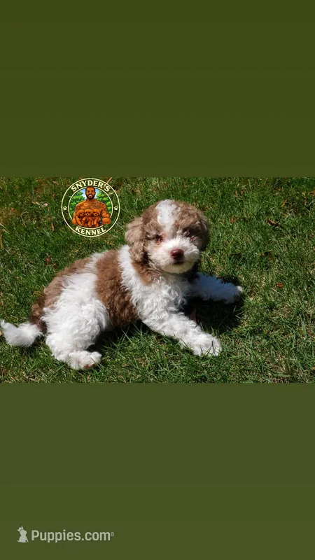 Smore, a male Poodle - Toy  for sale in Acworth, GA – Photo 1 of 5
