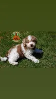 Smore, a male Poodle - Toy  for sale in Acworth, GA – Photo 1 of 5